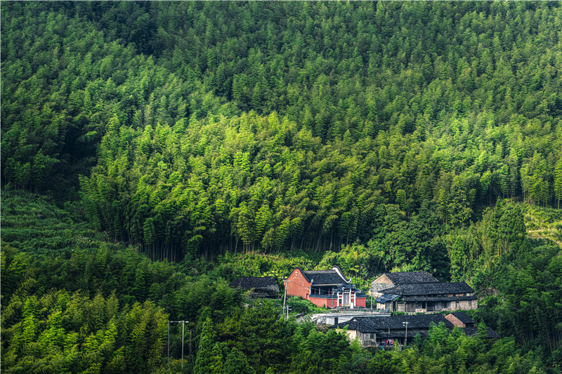 《竹林深处有人家》优秀奖游何斌